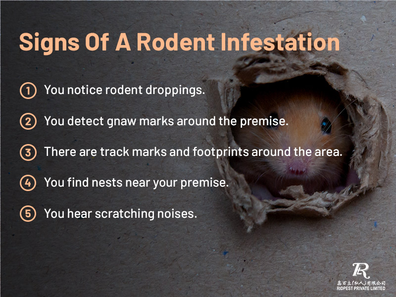 A Comprehensive Guide To Pest Control In Singapore | Ridpest